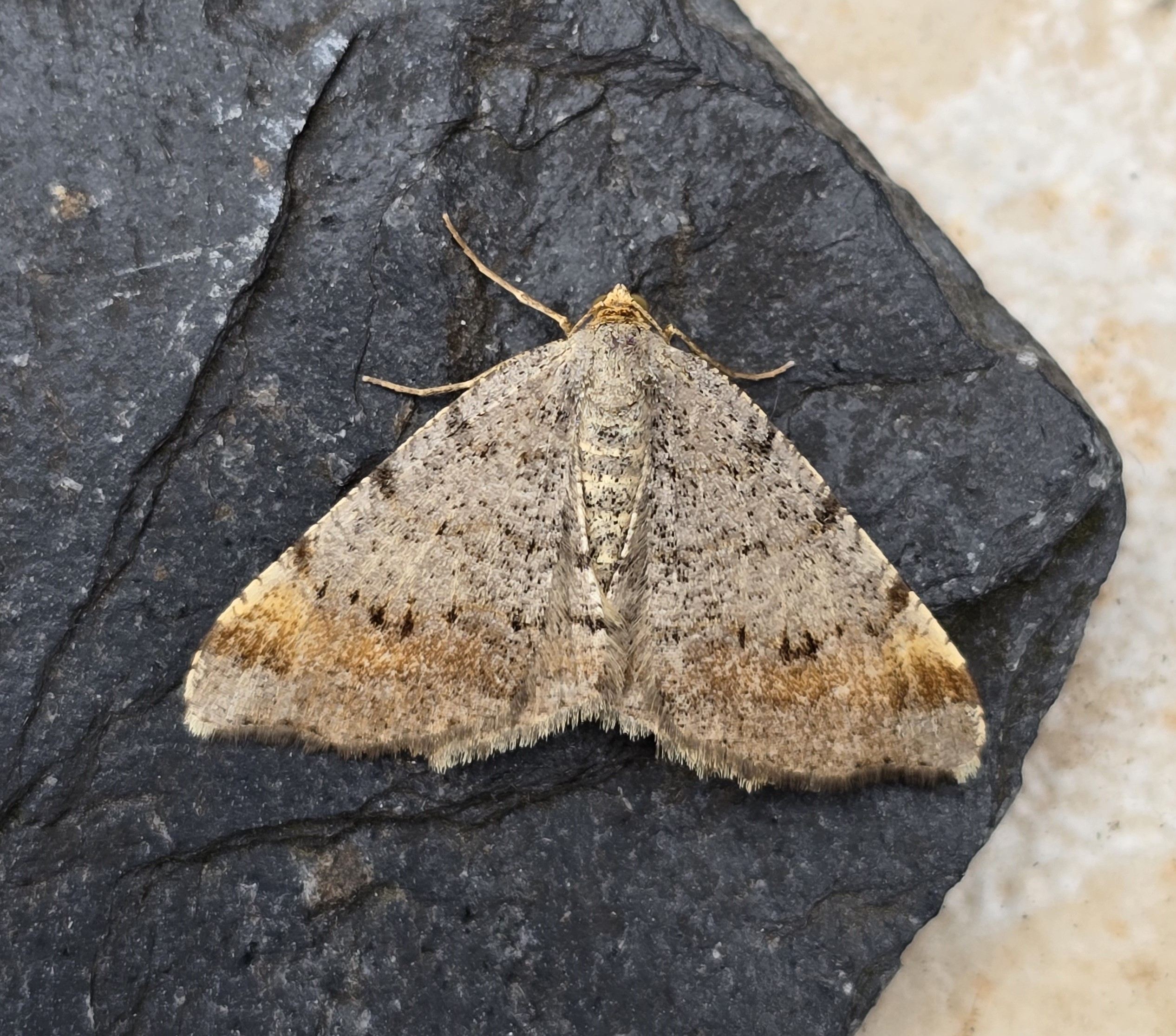 Photo of Tawny-barred Angle (Macaria liturata)